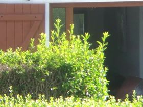 Чувак заснял свою соседку через окно водной ночнушке